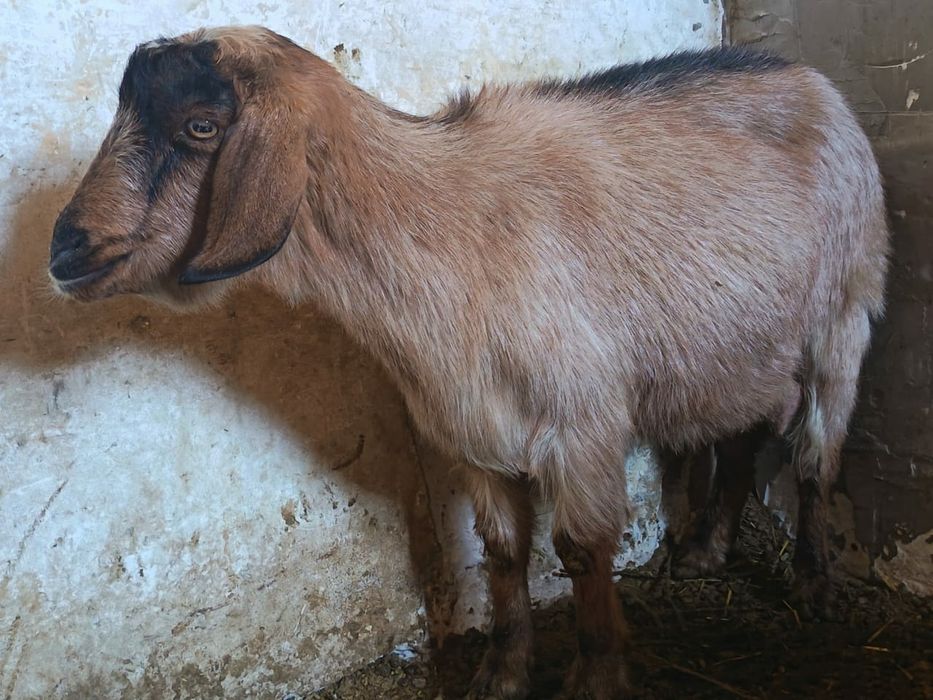 Эчки сотилади...