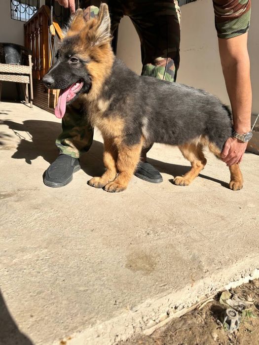 Немецкая овчарка мальчик 3,5 месяца