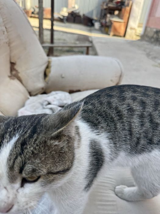 Кот ласковый и милой