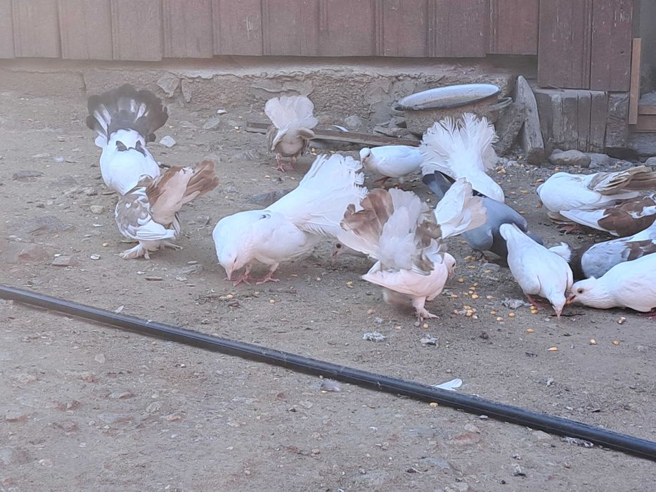 Vand porumbei sau schimb cu gaini!!