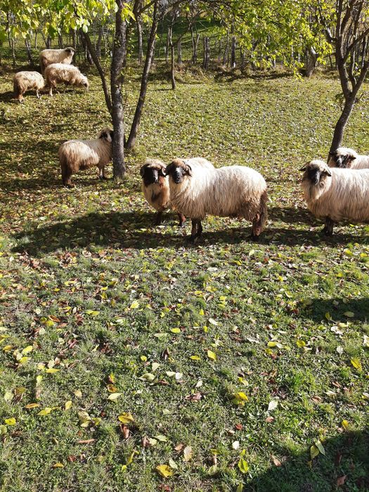 2 berbecuți de vânzare