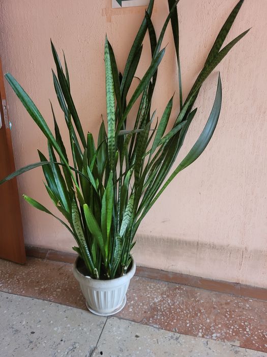 Продам цветок Тёщин язык