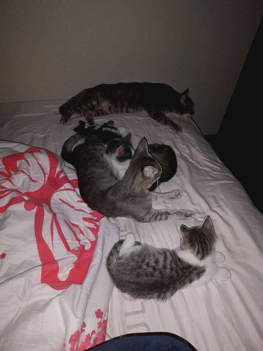 Отдам даром tekinga beriladi