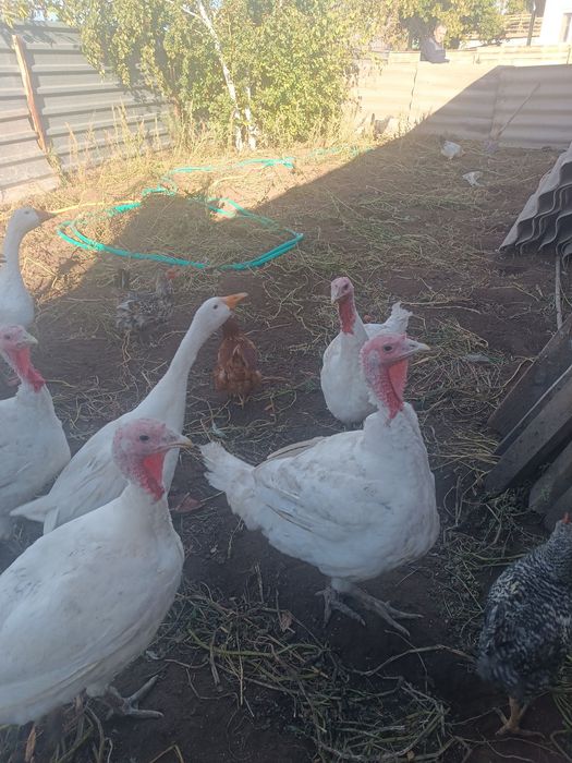 Продам индюка хайбрит