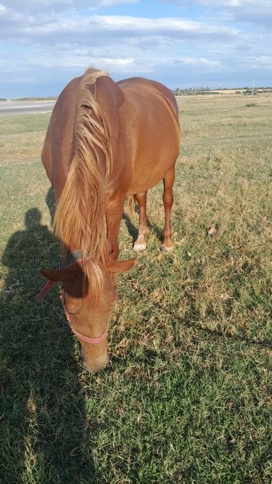 Cal (iapă) de vanzare