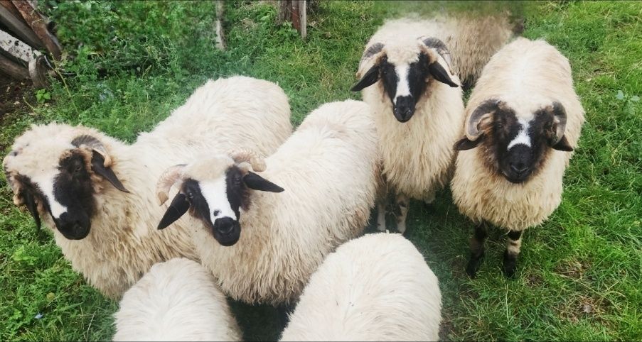 2 Berbecuți brezi