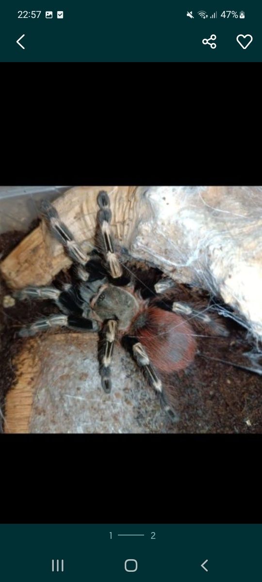 Nhandu chromatus.