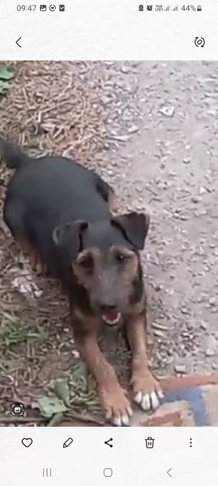 Продам Ягдтейера, девочка.г. Рудный