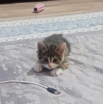 Котенок трехцветка в добрые руки