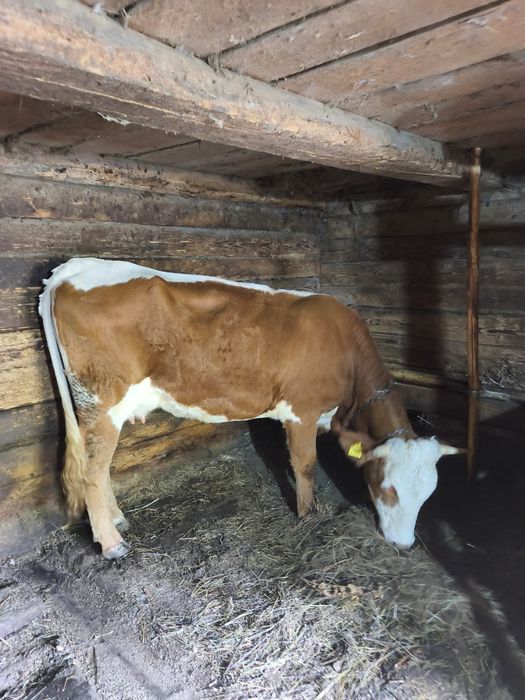 Vând vaca cu vital
