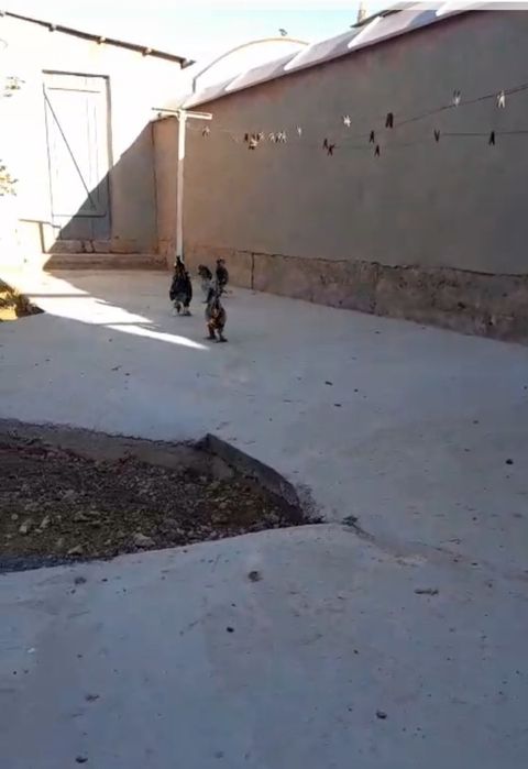 Японский тауыктар сатылады