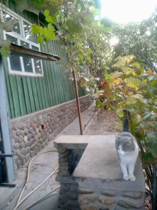 СРОЧНО ПРОДАЕТСЯ собственный дом с садом, г. Алмалык, пос. ГРЭ!!!