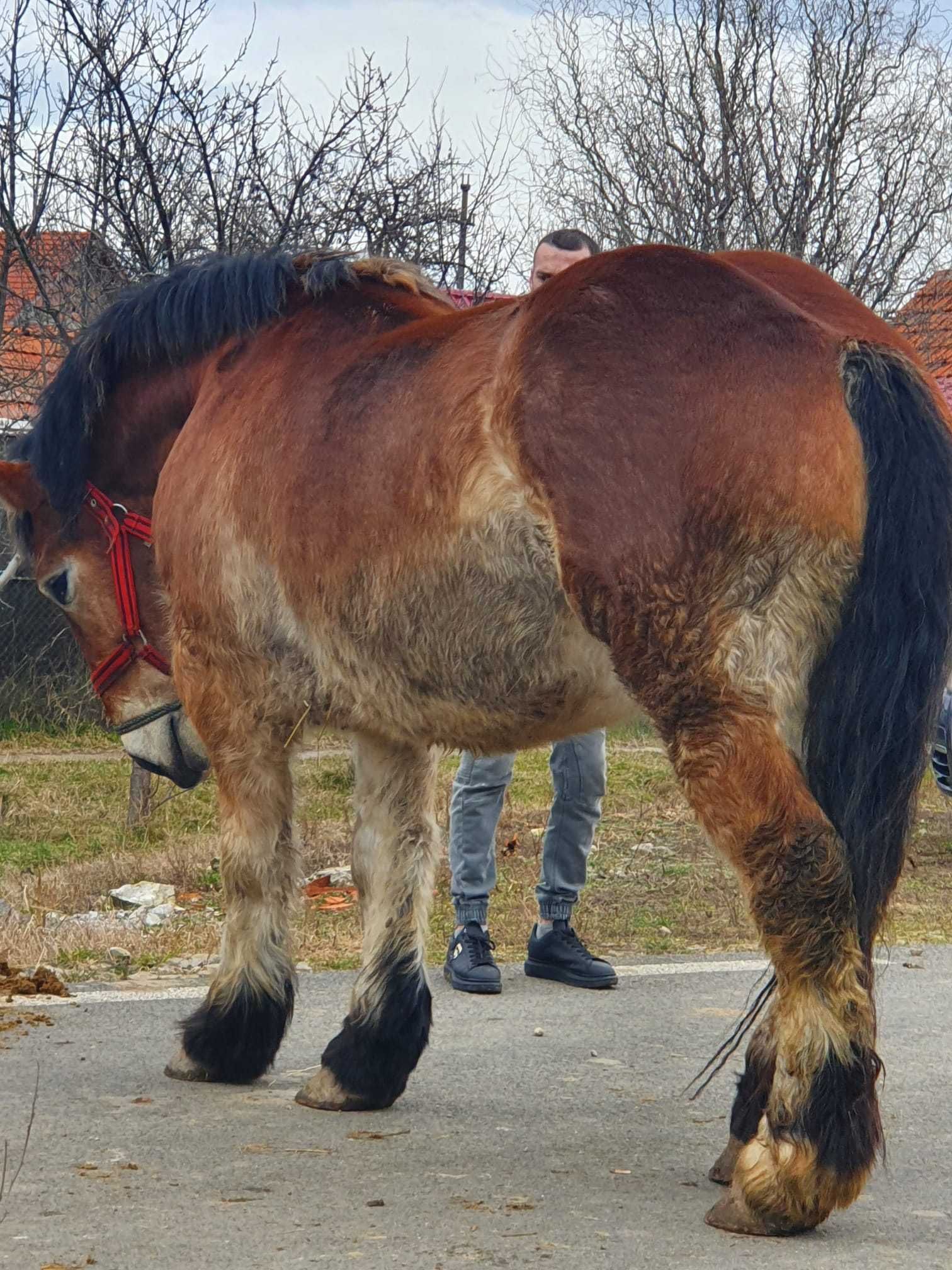 De vînzare 2 Minze Ardenneze gestante 2 ani jumate adusa din Franta