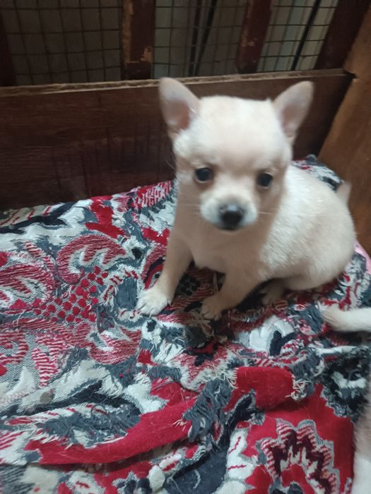 Чихуахуа- помчи щенки продаются