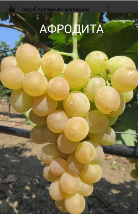 Безсеменни сортове лози на присадка SO4