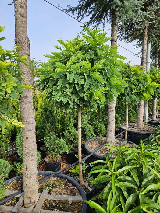 Copaci salcâm și catalpa de mai multe dimensiuni