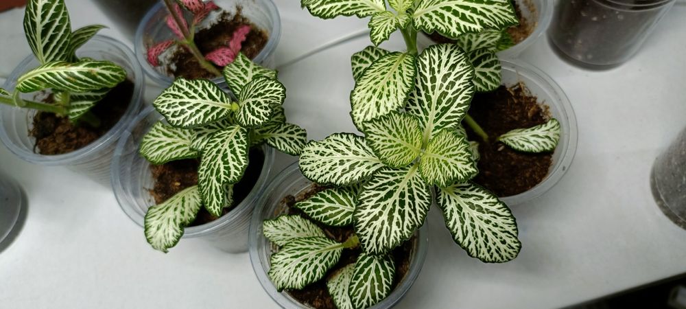 Фиттония:1000 тенге