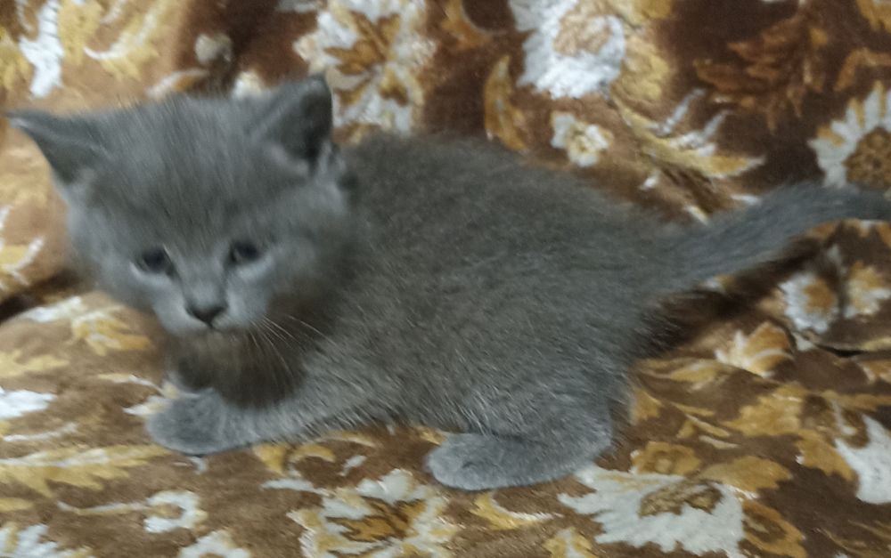Котята в добрые руки.