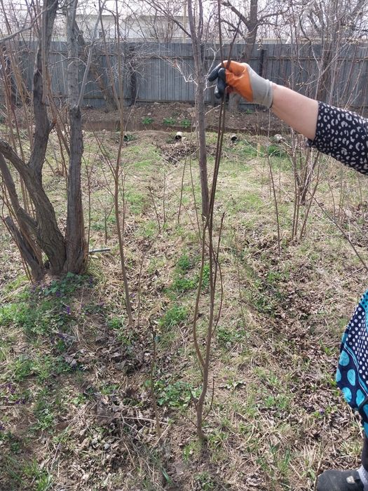 Продам саженцы сливы и вишни