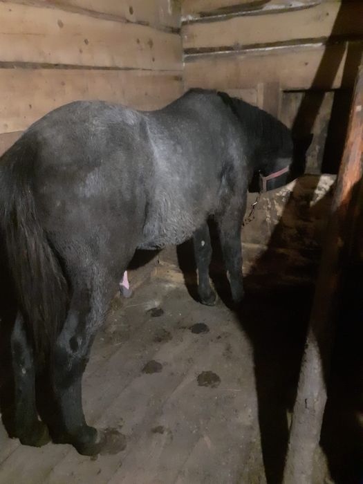 Mânz 2 ani de vanzare