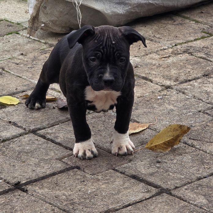 Amstaff rasă pură cu pedigree FCi