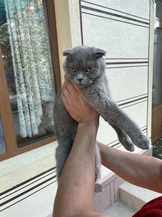 Кошка Scottish Fold