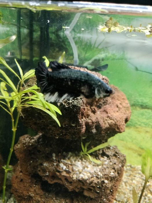 Vând gourami si betta