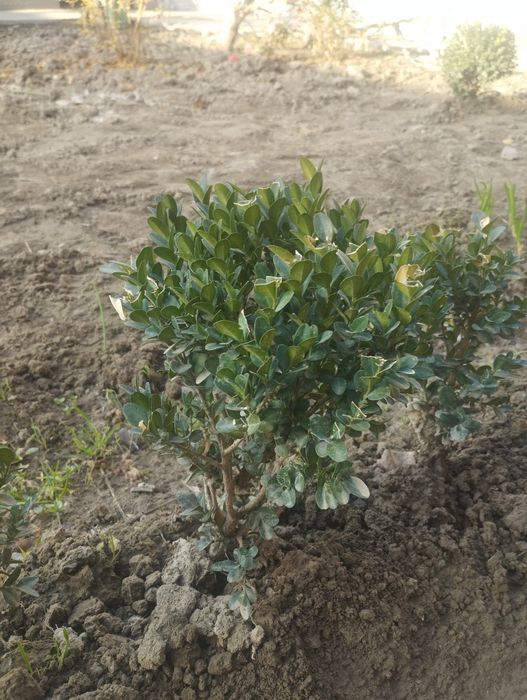 Shamshod koʻchat sotiladi