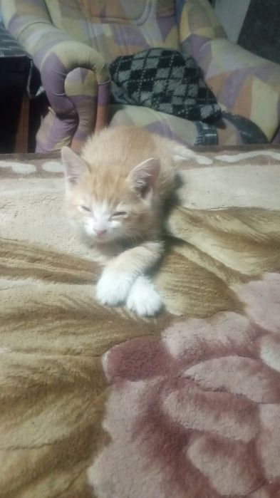 Отдам в хорошие руки котят кушают всё к туалету причины им уже 2.5 мес