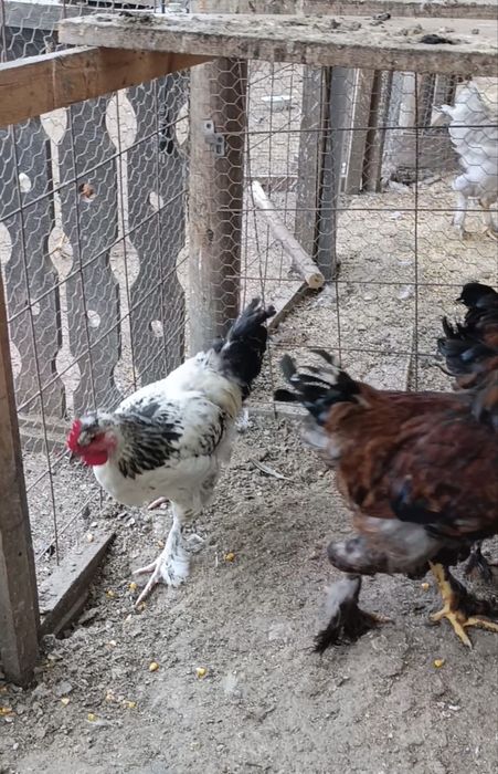 Cocoși moțați - pintenați