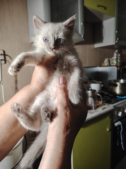 Отдам котят в добрые  руки