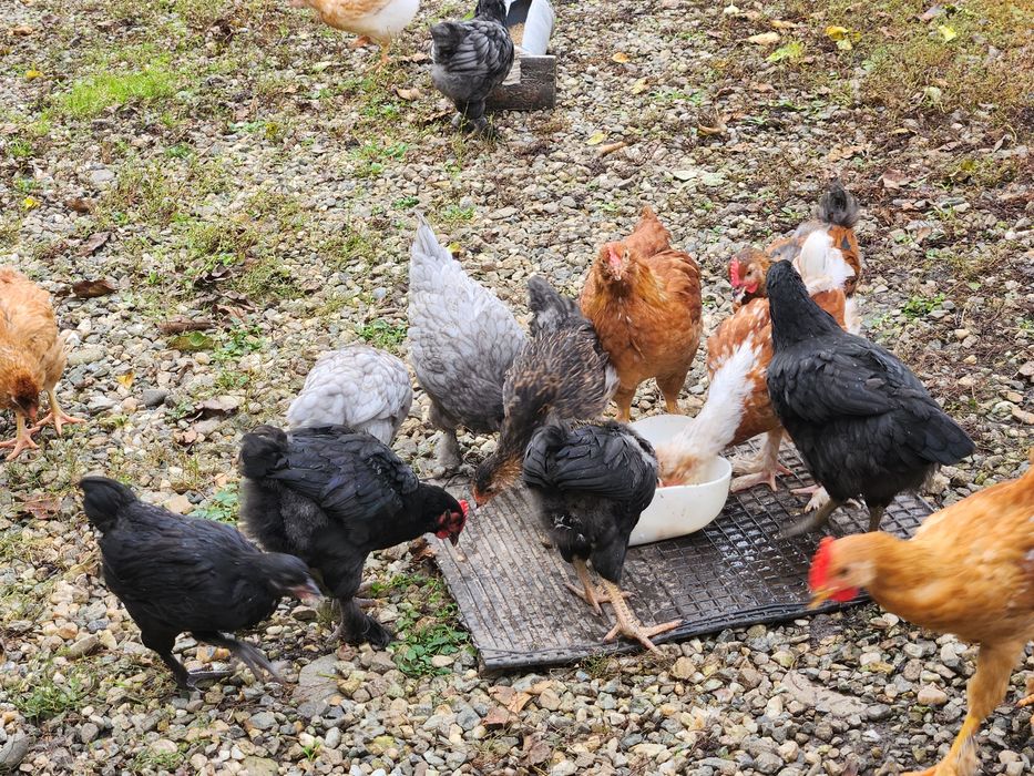 Pui Australorp,Brahma,Araucana dar si alte rase de peste3 lunii