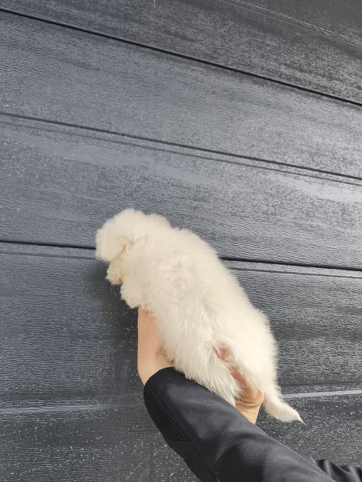 Bichon maltesse/ maltez mini toy