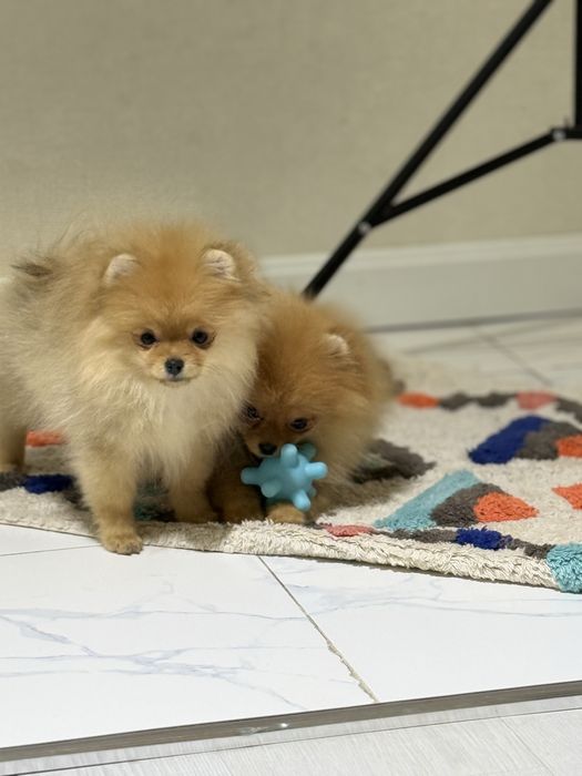 Померанский шпиц (крохотные девочки)