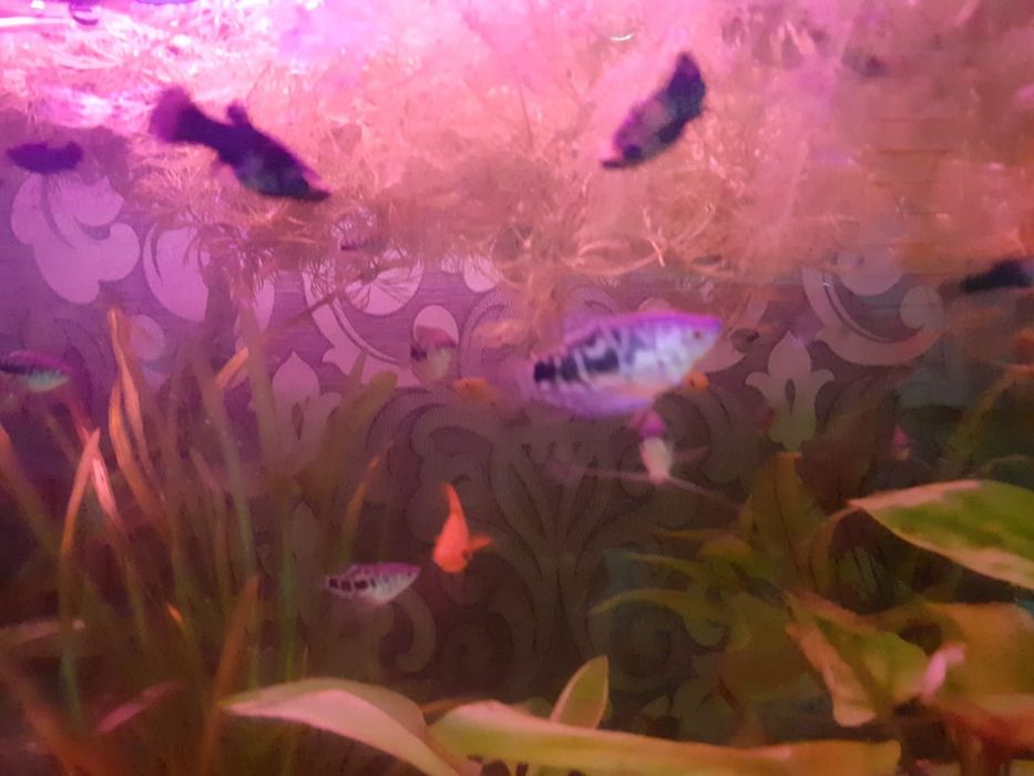 гурами аквариум продаются