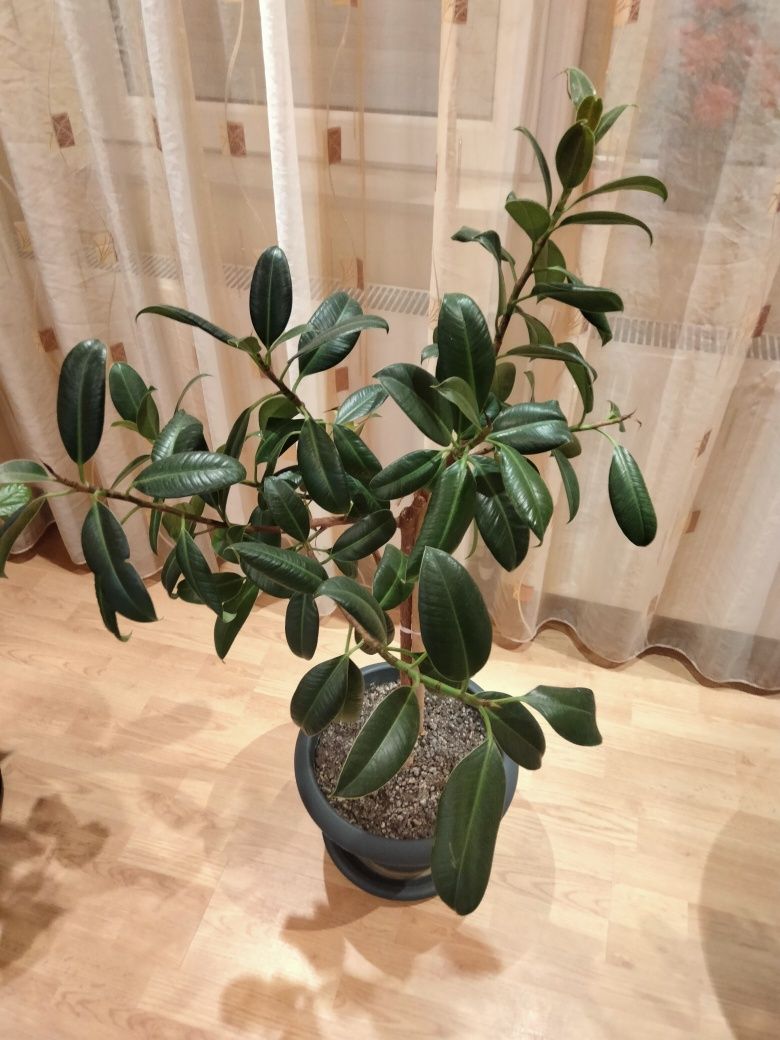 Ficus planta de apartament