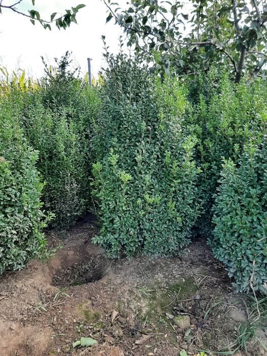 Vindem buxus tuia Leylandy smaragd Brazi Mesteacan alb Tei Magnoli etc