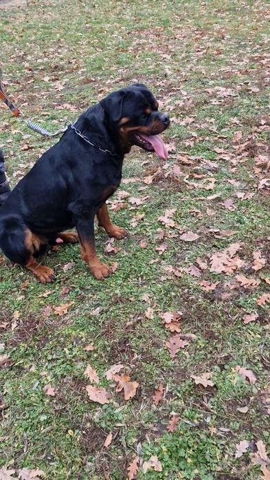 Ротвайлери с родословие