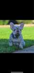 Bulldog francez merle