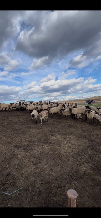 Oi de vanzare Berbeci Miei De rasa Productie proprie