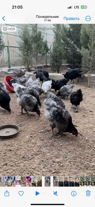 Джерсийски гигант коразлары