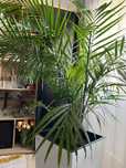 Planta naturala ARECA