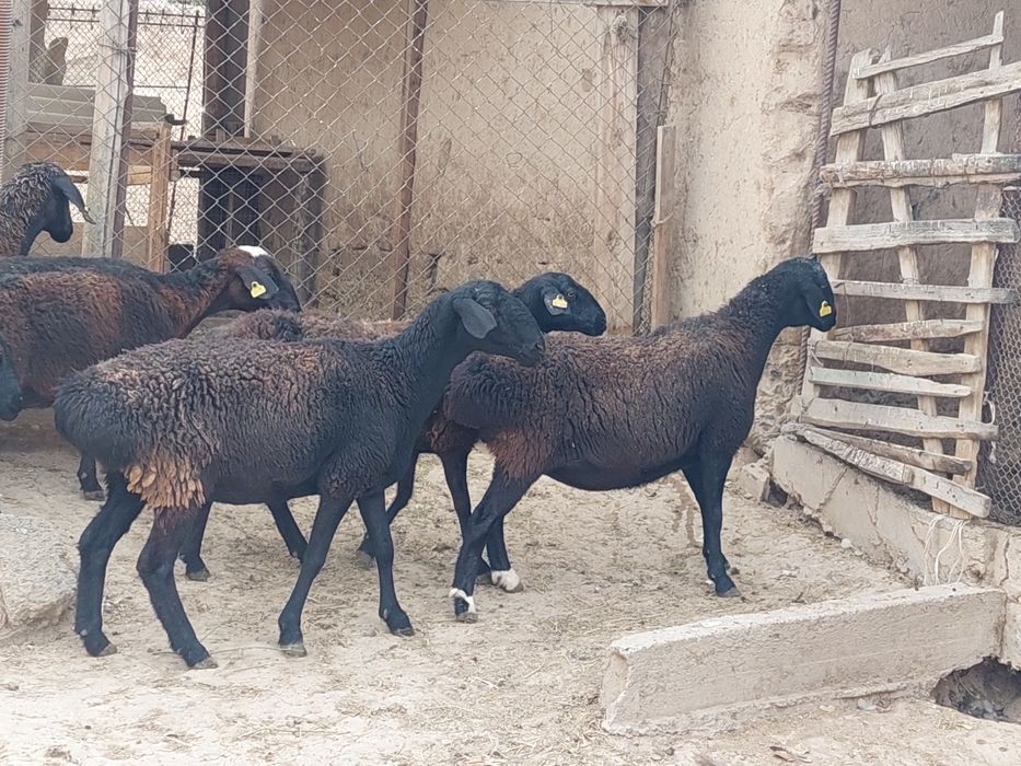 Семіз жем жеп тұрған бойдақ қой сатылады.  Сойып береміз.