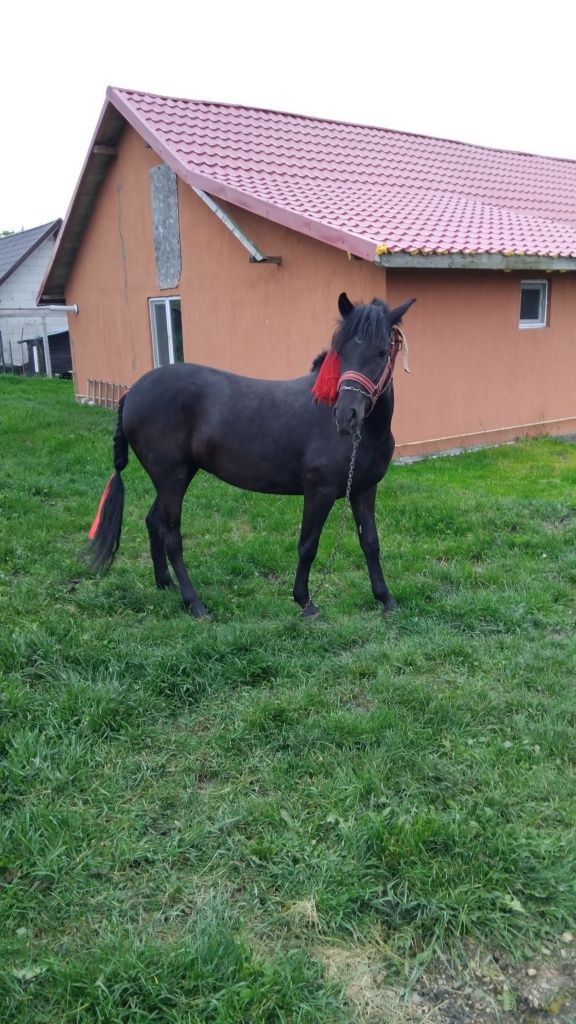 De vand sau schimb manza de 10 luni