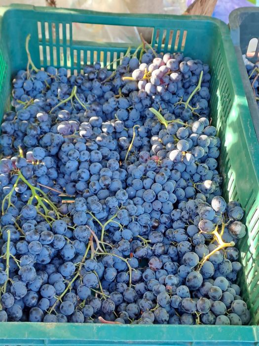 Struguri pentru vin