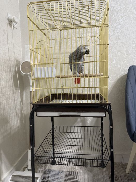 Жако сотилади 2 ёш