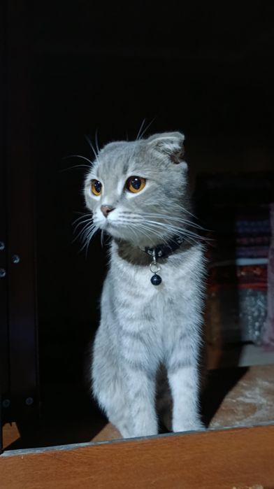 Scottish Fold Shotlandski (Shustri) Seriy