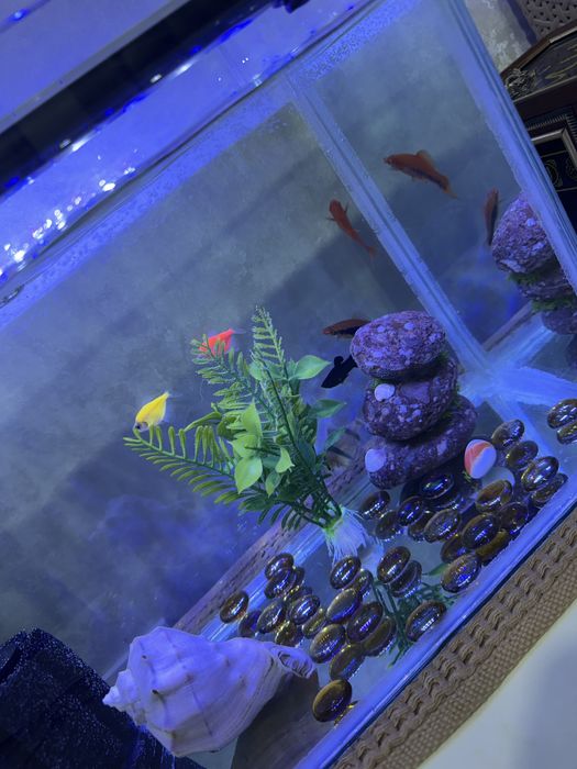 Аквариум с полным комплектом