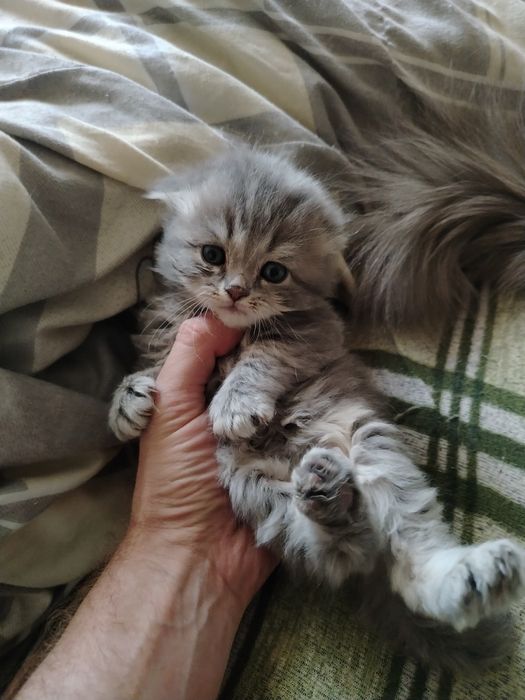 Продаются котята, от правильной вязки.