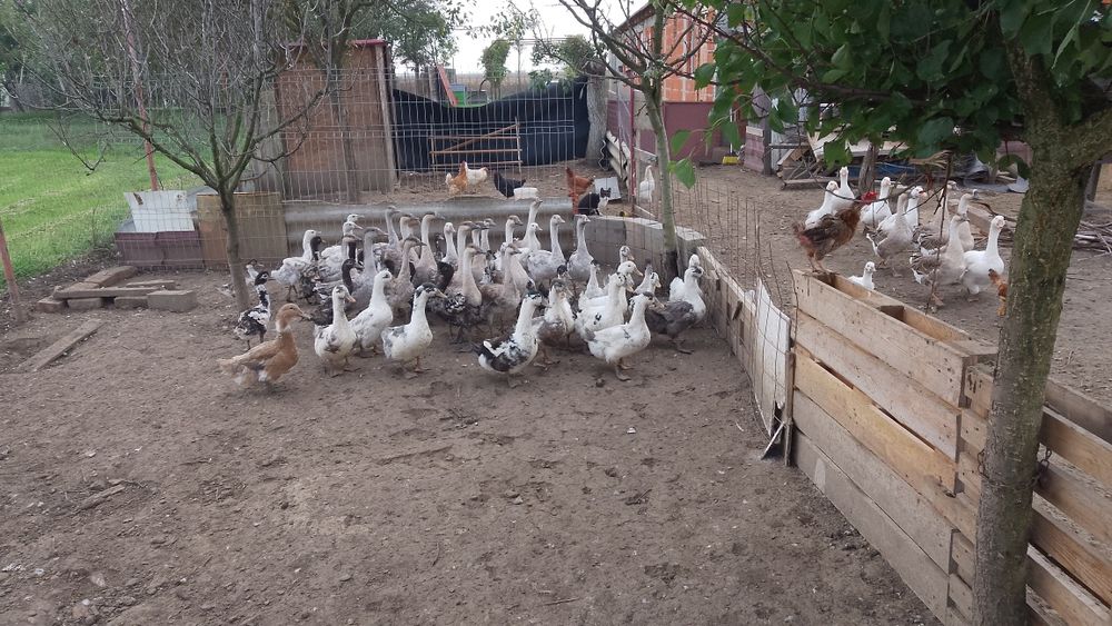 Vând rate macaitoare și gâște americane și albe țăranesti